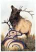 Elk
